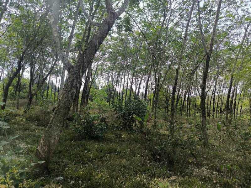 Bán 1,83 Ha Đất Vườn Tại Cẩm Mỹ, Đồng Nai – Giáp Ranh TP.HCM Mới, Sẵn Dòng Tiền Khai Thác